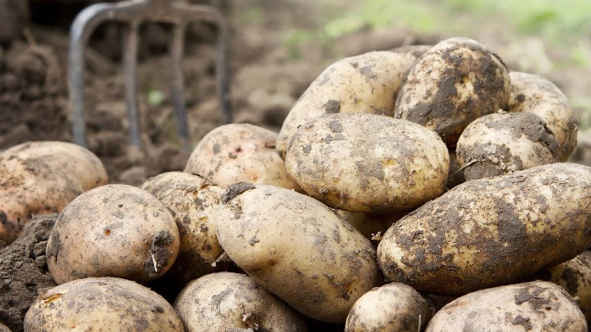 How to Store Potatoes at Home to Keep Them Fresh Longer
