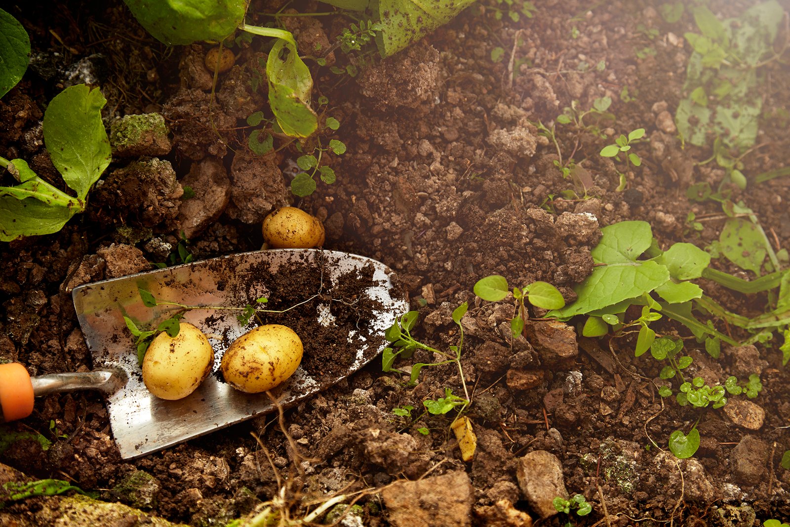 How to grow potatoes in a container | Homes and Gardens
