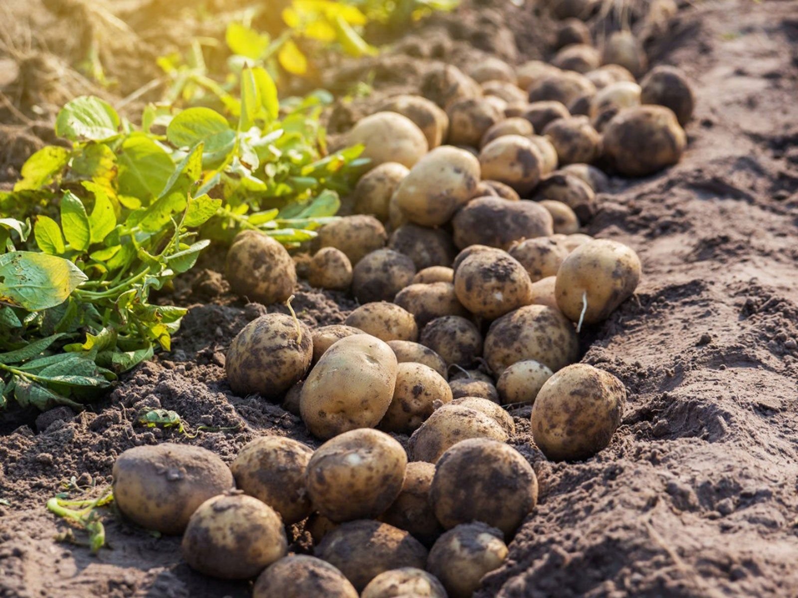 Harvesting Potatoes: How And When To Dig Up Potatoes | Gardening Know How