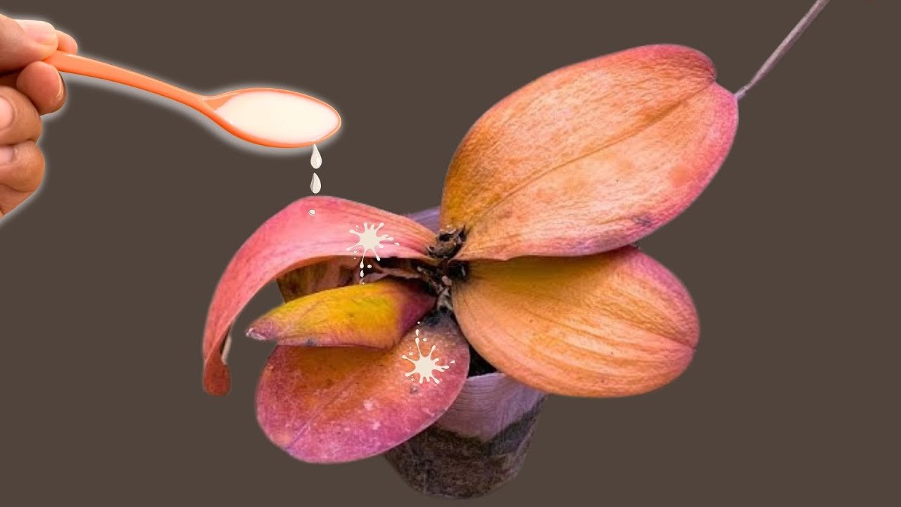 Sprinkle 1 spoon on dead orchid roots! Suddenly revived and blooms all year  round