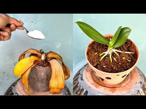 Just 1 Spoon of This Makes Any Rotten Orchid Instantly Revive and Bloom  Forever - YouTube