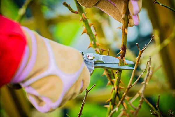 How to Successfully Prune Roses | Seasol