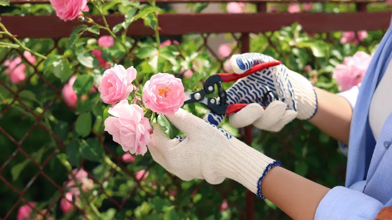When to Prune Roses for Optimal Health and Growth - Spectrum of Roses