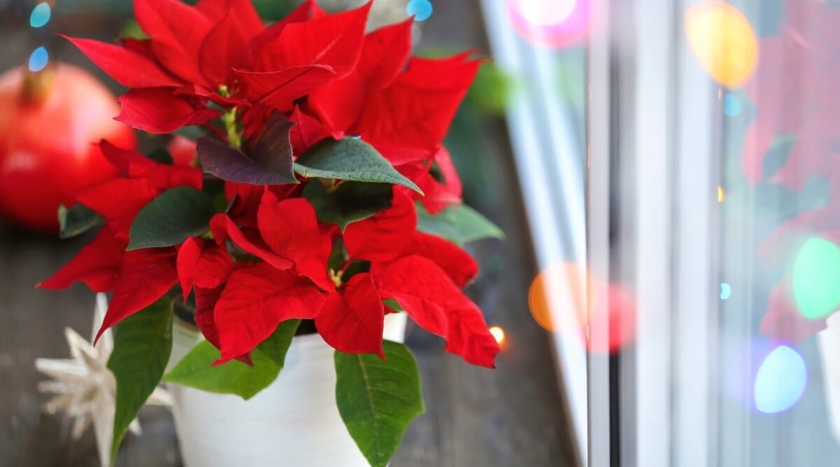 Can you Keep Poinsettias Year-Round?