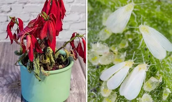 Poinsettia care: The three signs of a pest problem - and what to do about  it | Express.co.uk