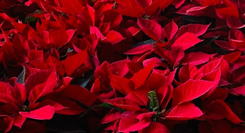 Sustainable Holidays: Disposal of Plants and Greenery - Talking Trash Blog