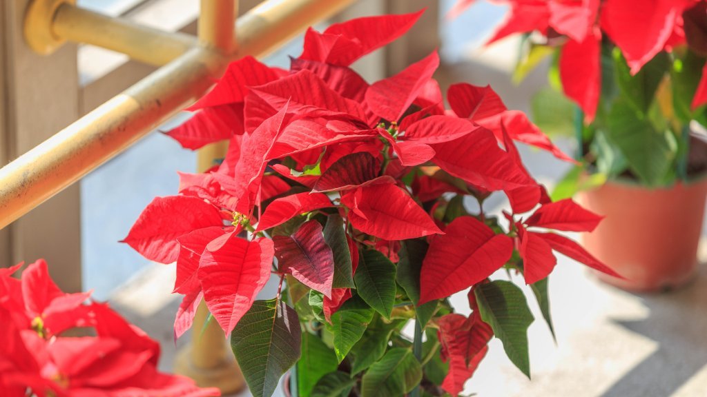 Poinsettia After Christmas Care Guide | Gardening Know How