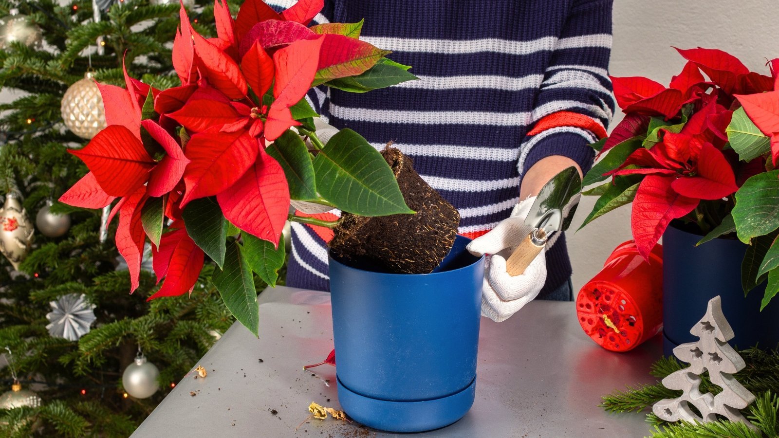5 Things to Do as Soon as You Bring Home Your New Poinsettia