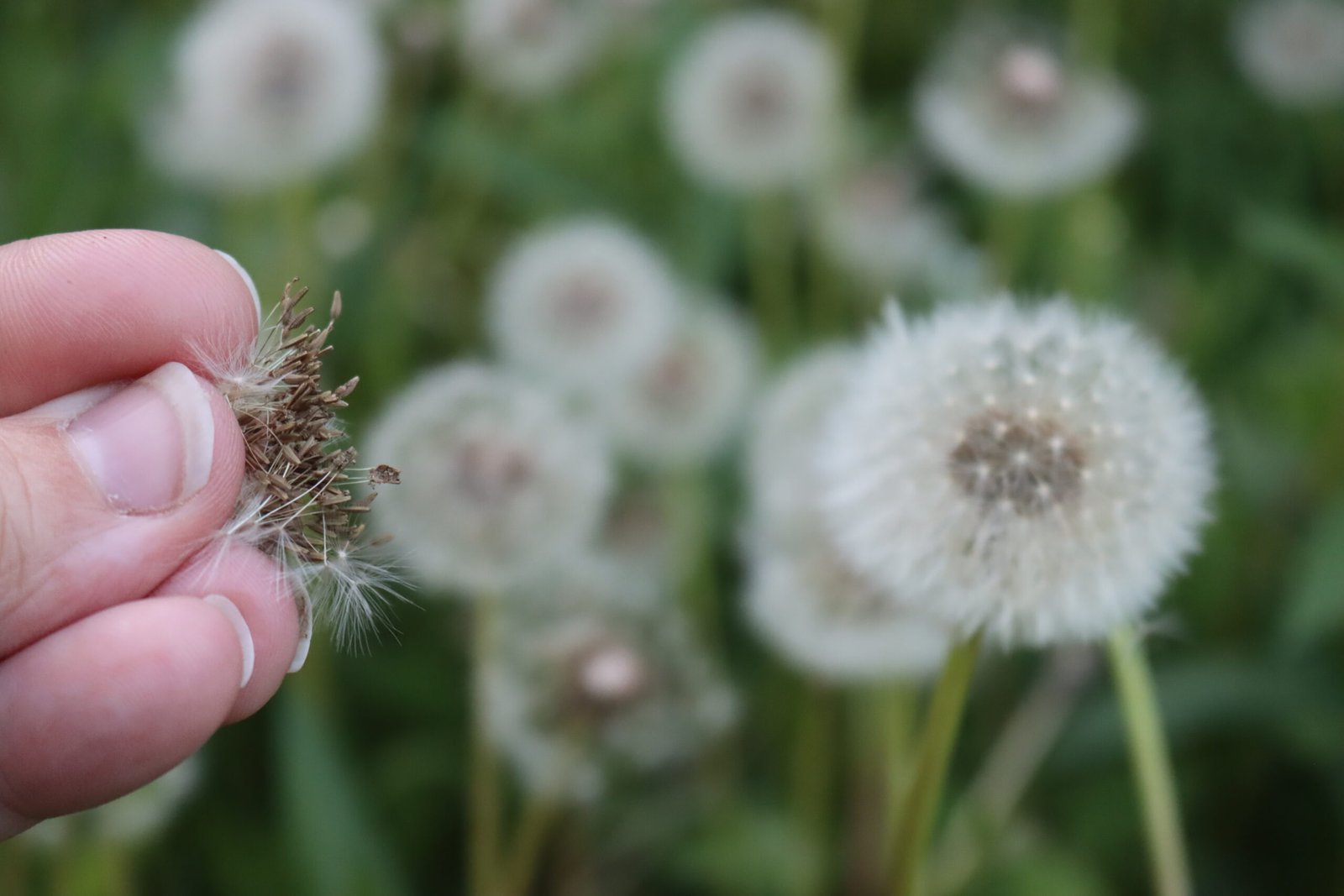 If you're a gardener, here's why you should collect as many dandelion heads as you can outside.