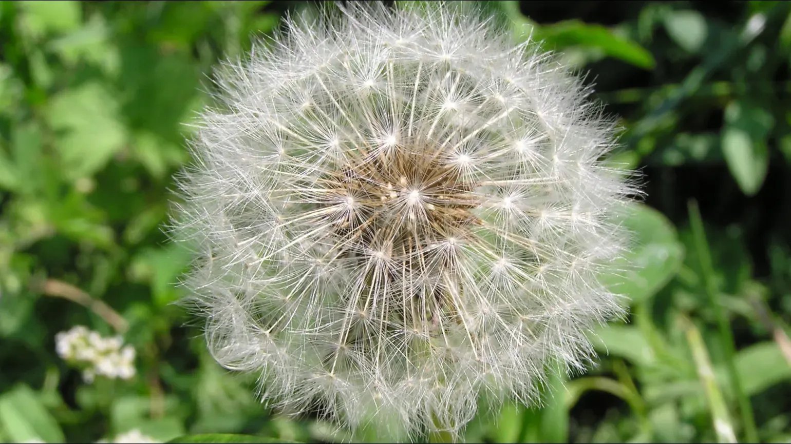 If you're a gardener, here's why you should collect as many dandelion heads as you can outside.