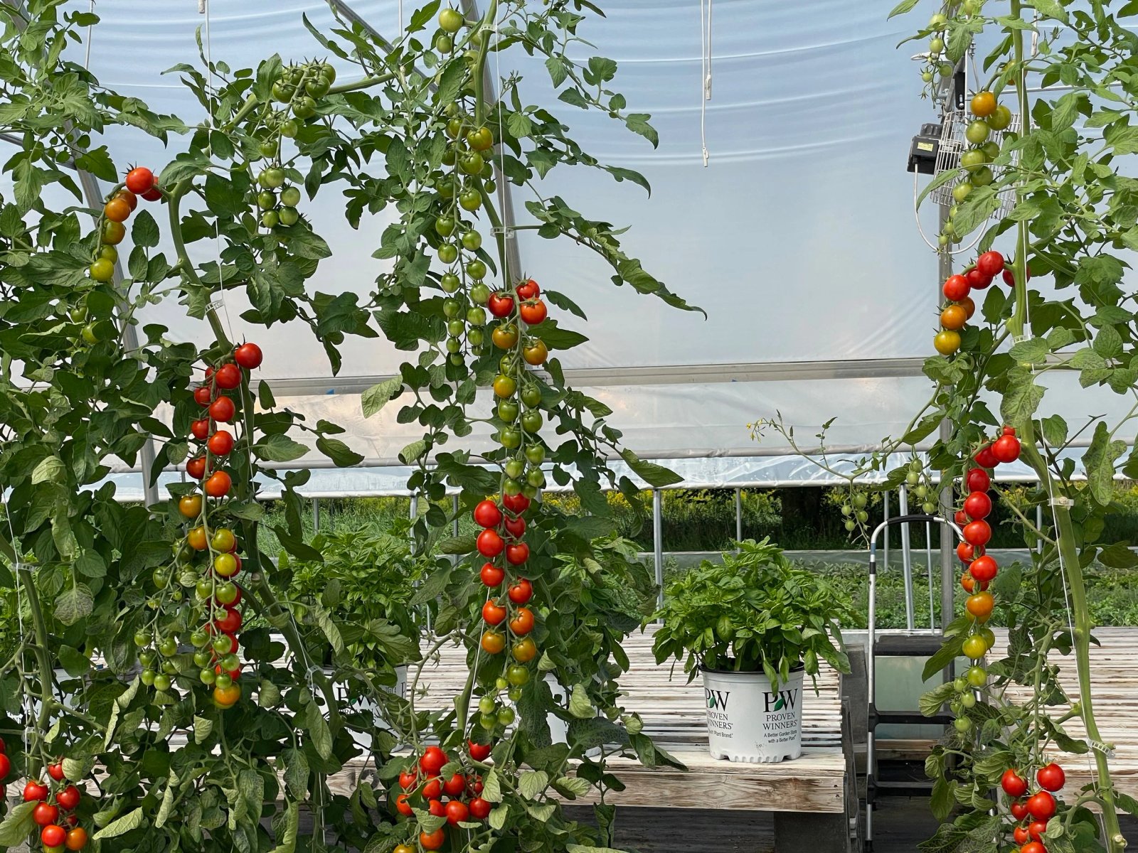 Most folks just know about cages and stakes for tomato support. Here's 10 other brilliant ideas instead.