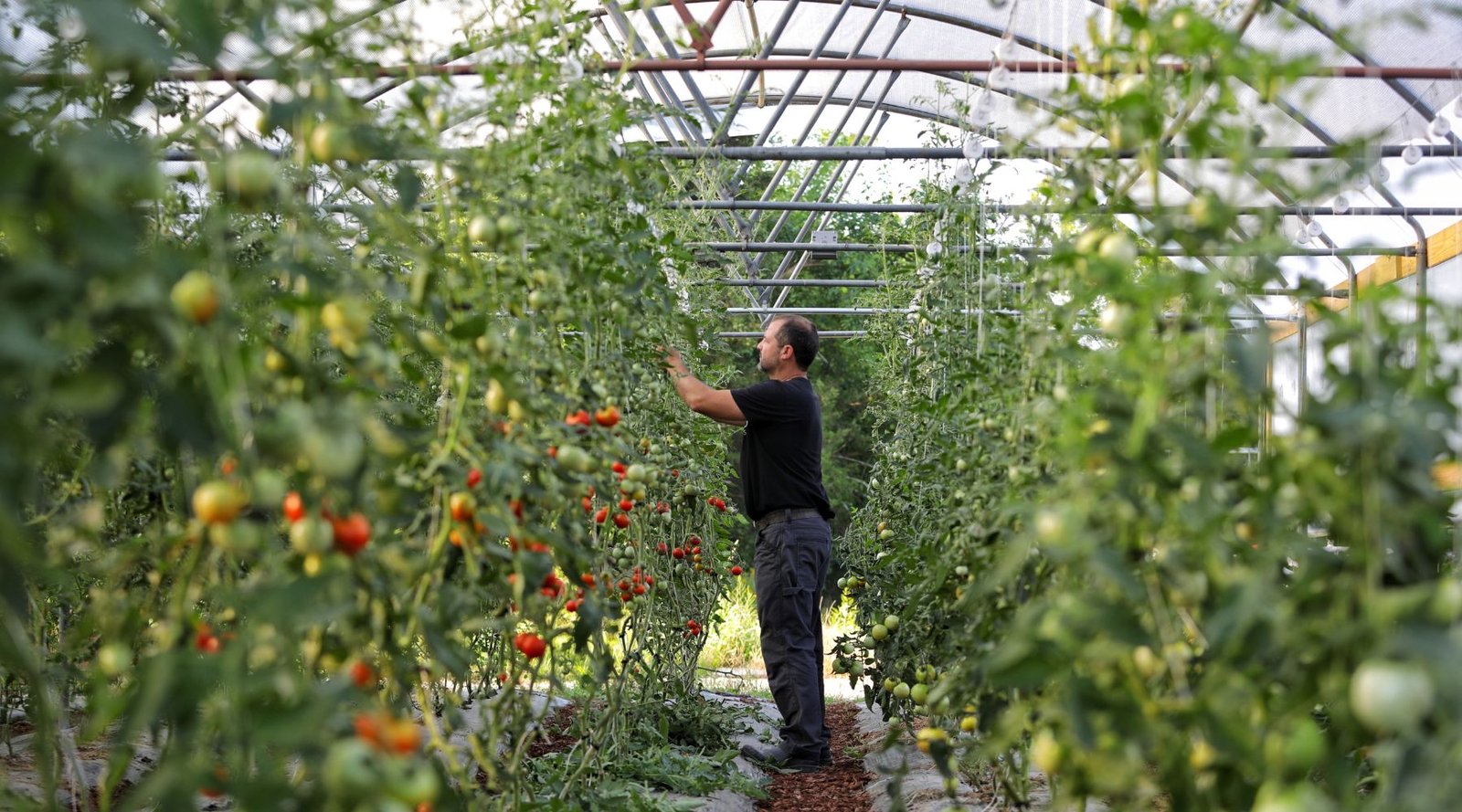Using the Lower and Lean Method for Indeterminate Tomatoes in a Hoop H -  Bootstrap Farmer