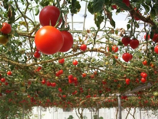 Tomatoes hanging overhead