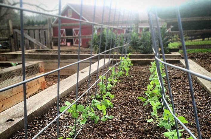 Livestock Panels | Top 10 Clever Uses in the Garden | joe gardener®