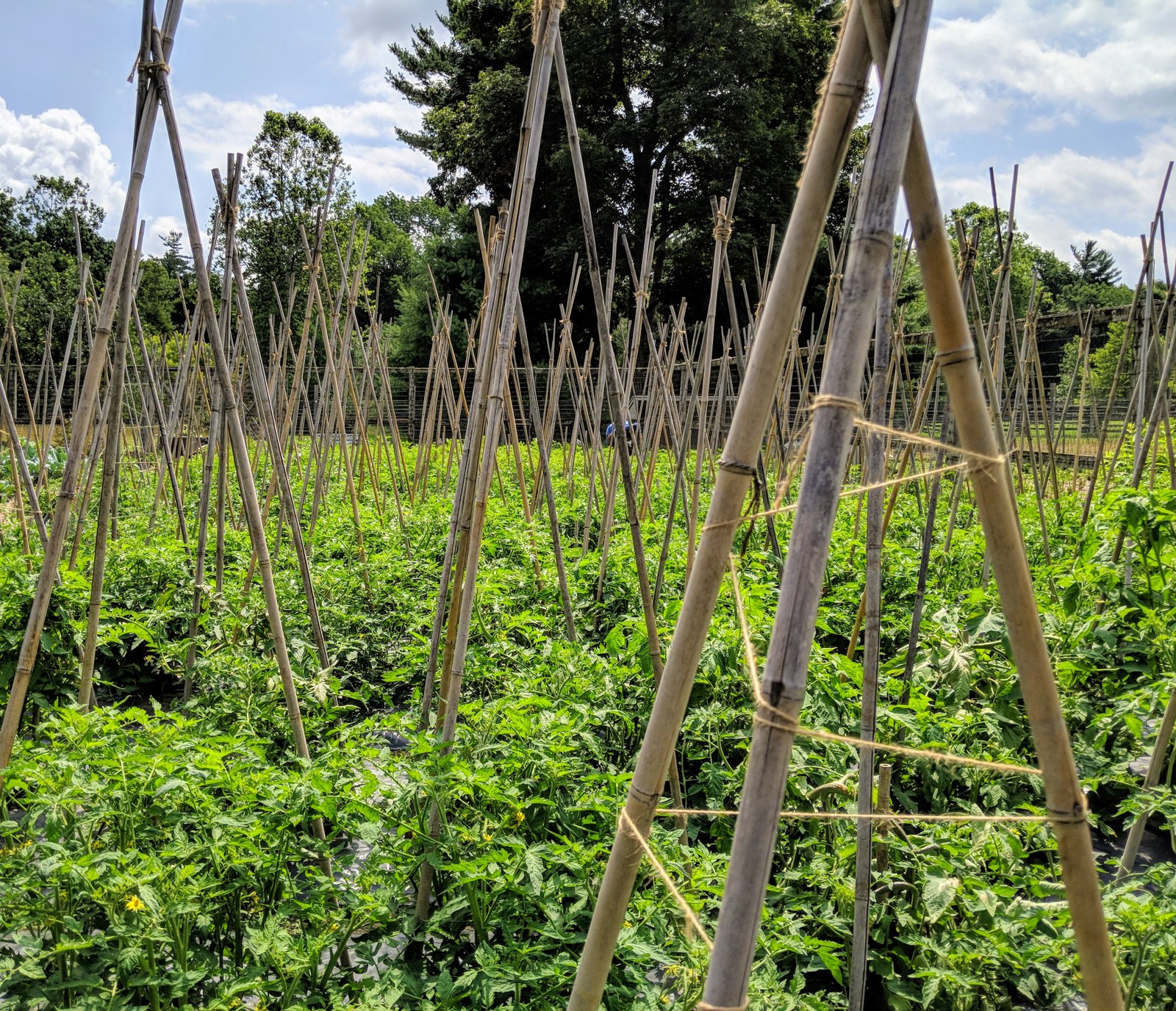 Supporting the Growing Tomato Plants at the Farm - The Martha Stewart Blog