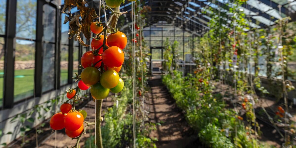 Tomato Cage Versus Trellis: The Best Way to Grow Tomatoes – Sunset Magazine
