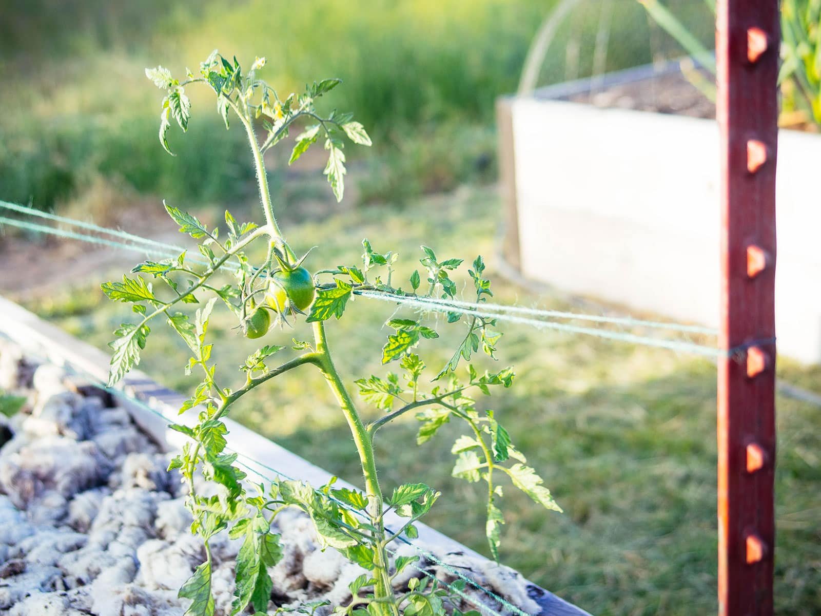 Florida Weave: A Better Way to Trellis Tomatoes – Garden Betty