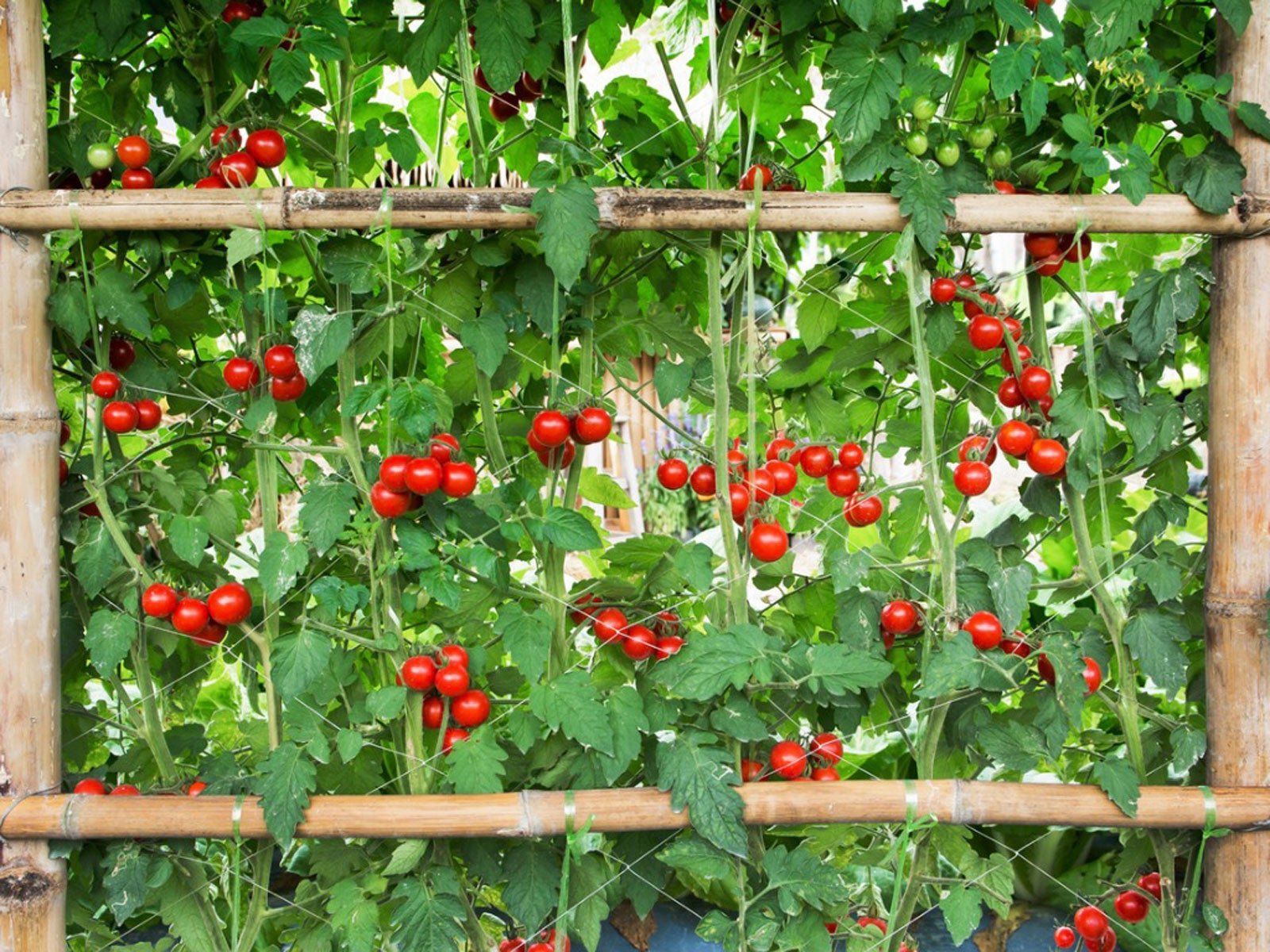 Growing Tomatoes On An Arch – How To Build A Tomato Archway | Gardening  Know How