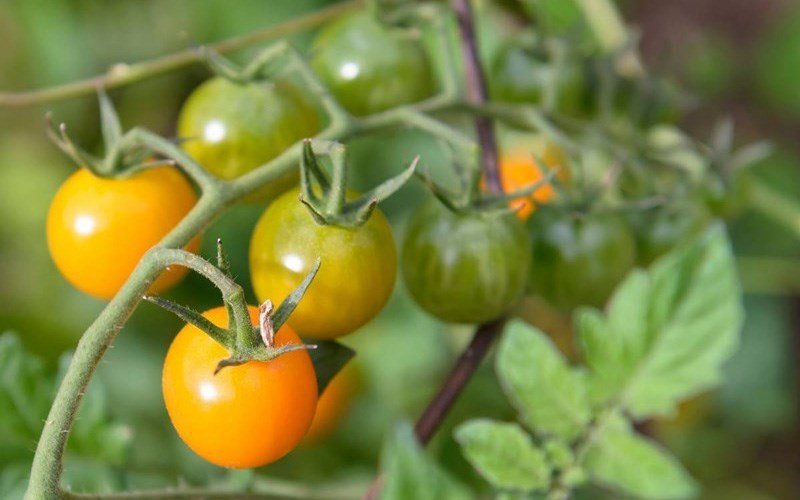 Các loại cà chua phổ biến, cách chọn mua và cách bảo quản cà chua tươi lâu