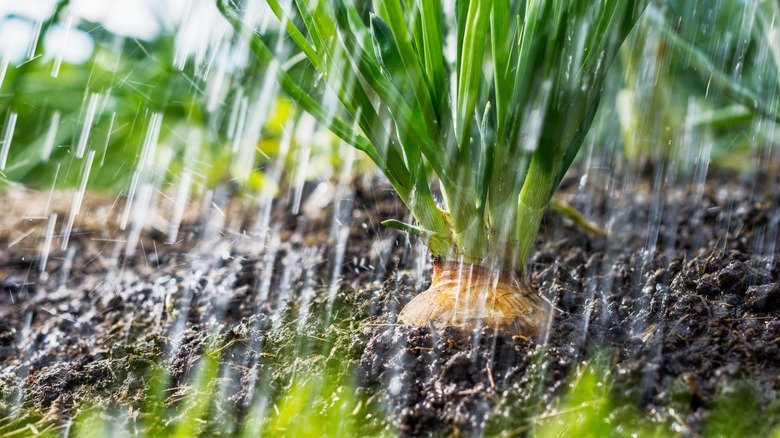 What Really Happens To Your Garden During Periods Of Excessive Rain