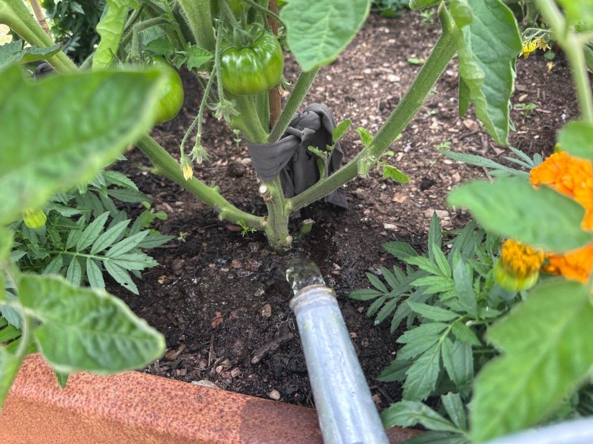 You've Been Watering Tomatoes All Wrong! 6 Big Mistakes That Are Harming  Your Plants