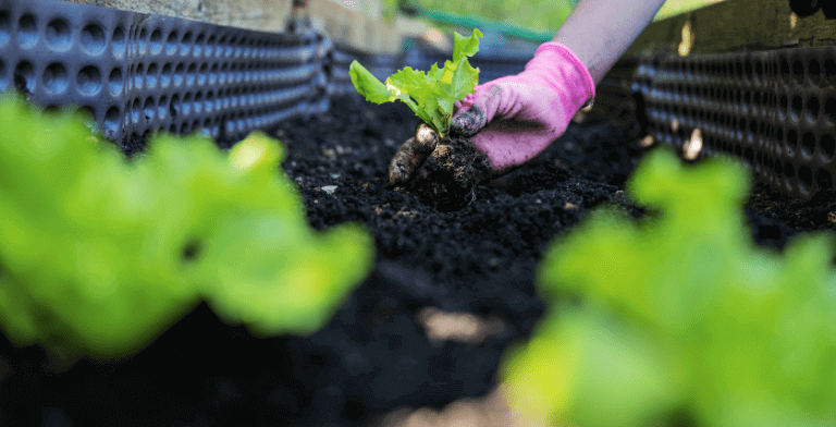 Soil and Fertilizer Management - Five Tips - California LightWorks