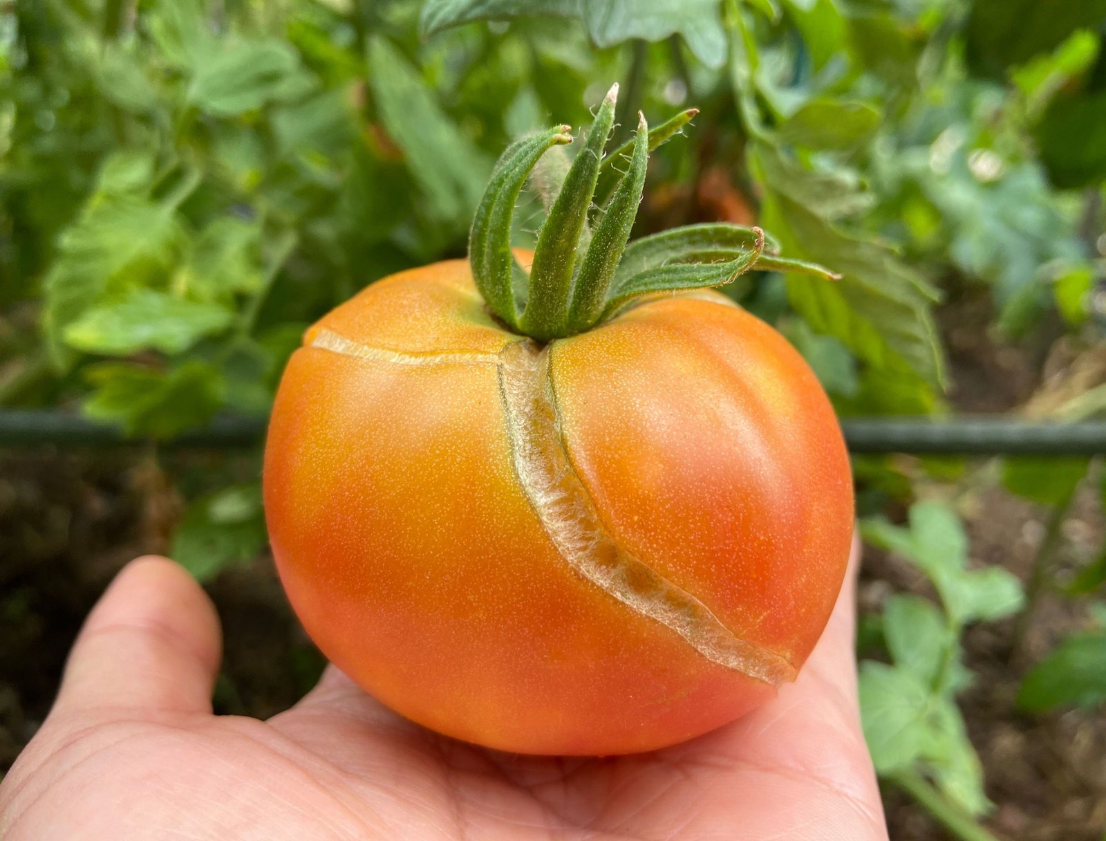 Why Are Your Tomatoes Splitting