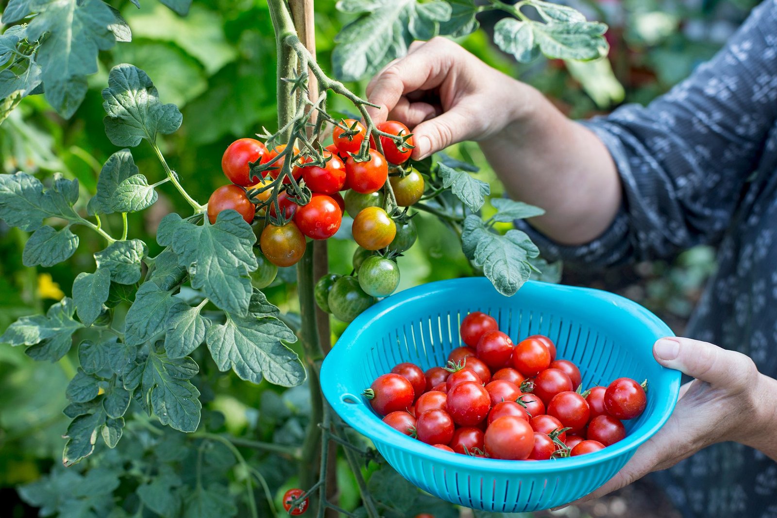 How to Grow Tomatoes | BBC Gardeners World Magazine
