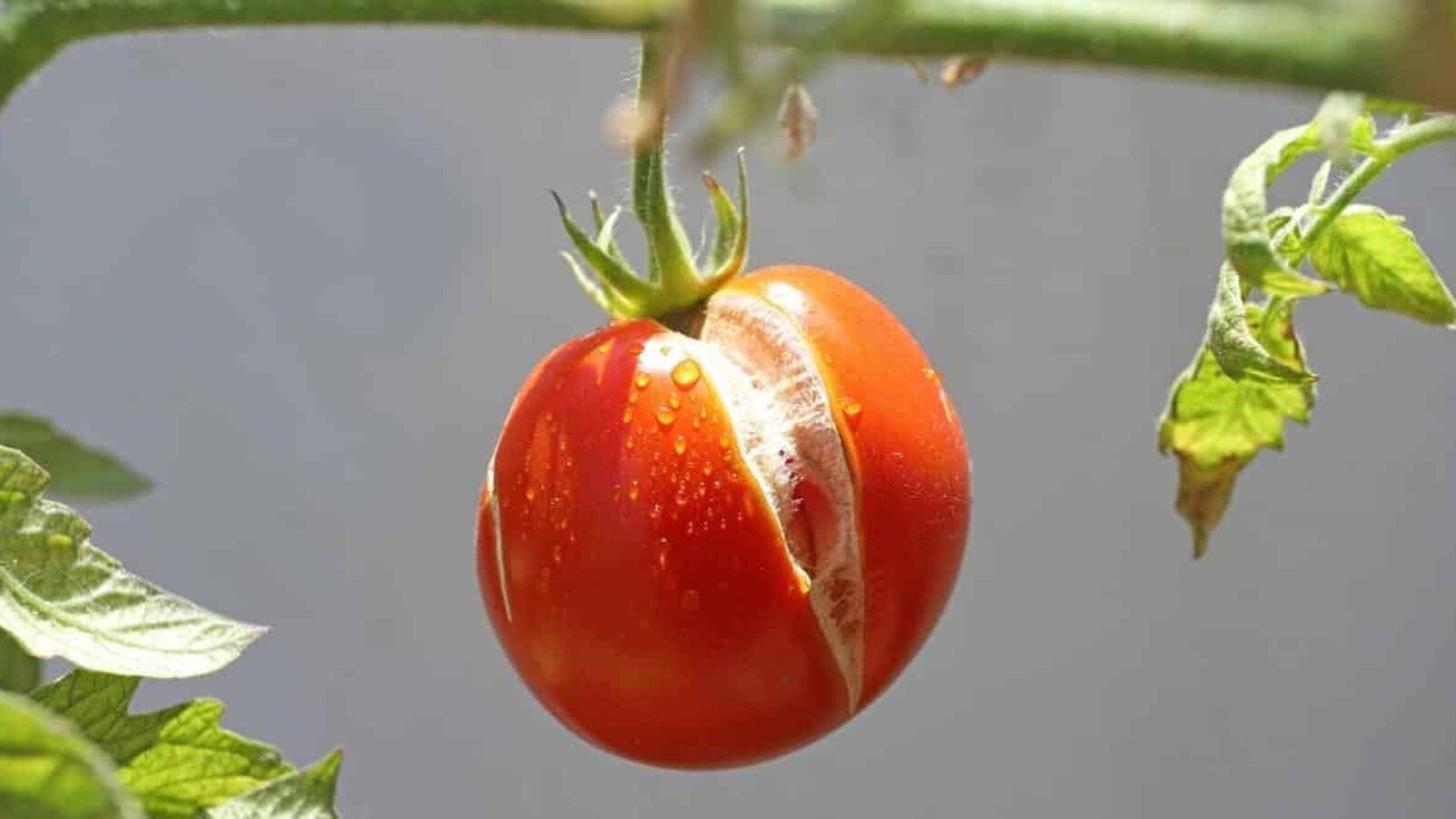 7 Reasons Your Tomatoes Are Splitting or Cracking on The Vine