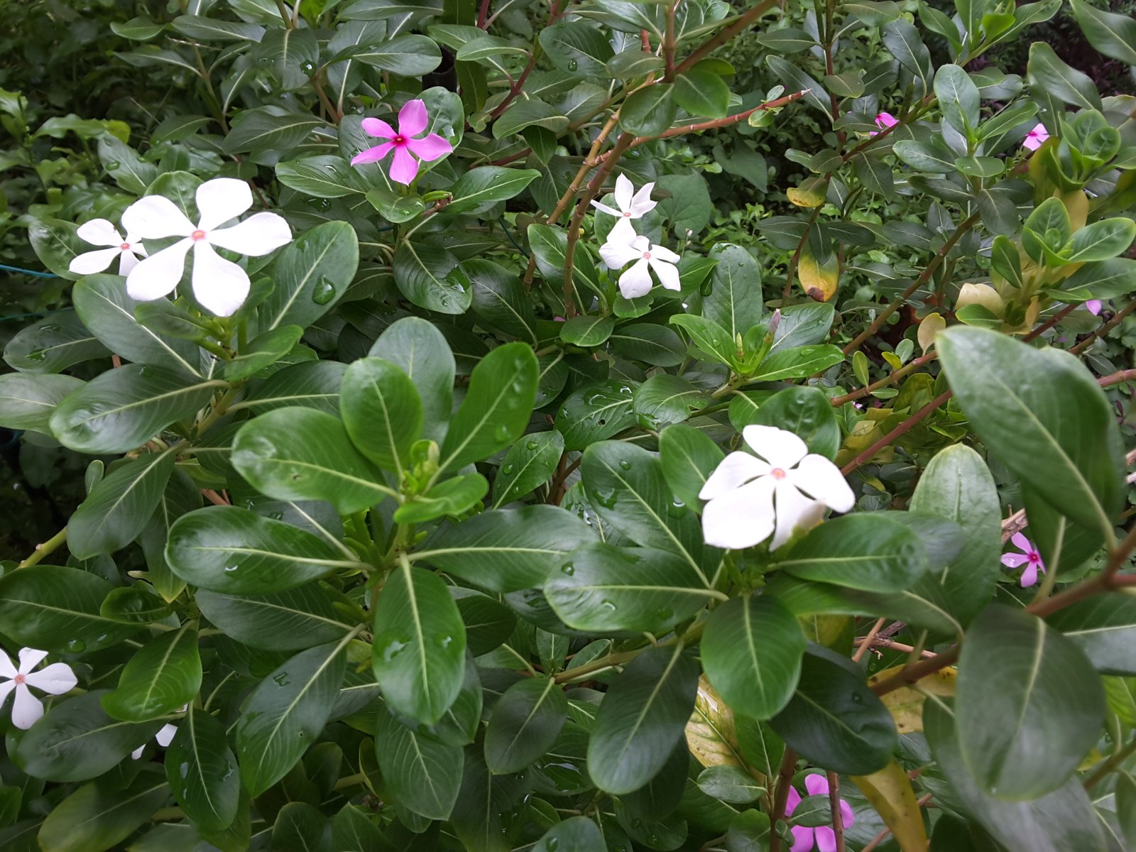 Most people are clueless about its power. This is more than just a plant. Here's why