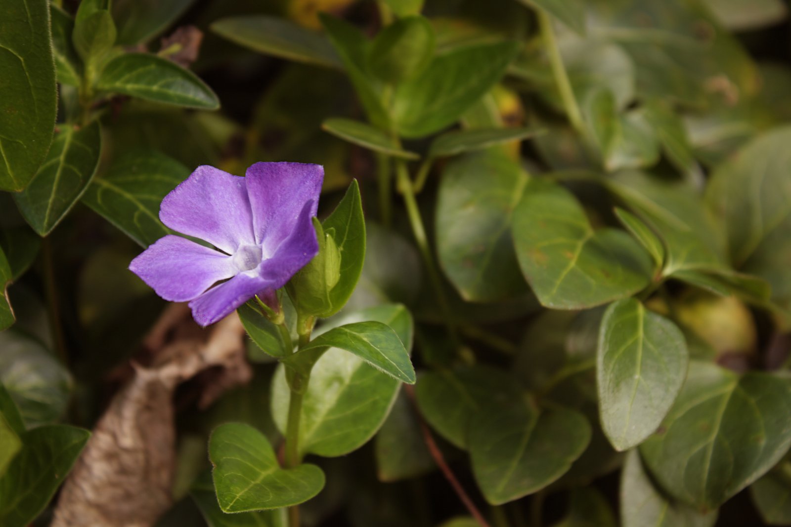 Vinca - Wikipedia