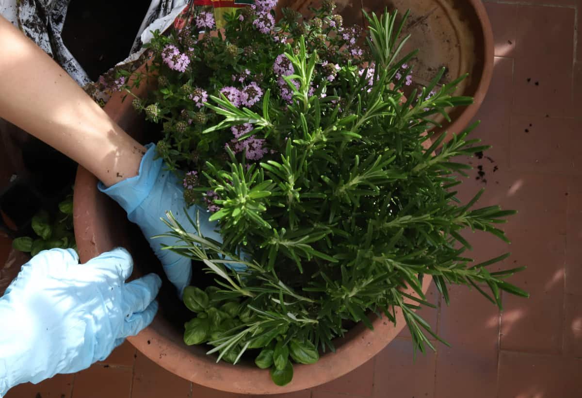 10 Rosemary Companion Plants ( 5 Plants To Keep Far Away)