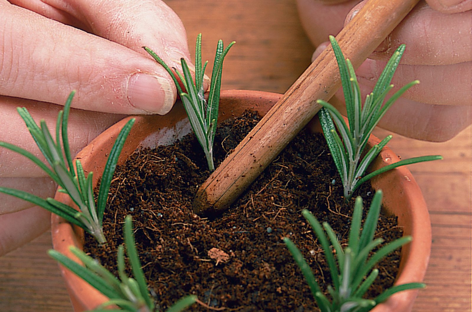 How to Take Rosemary Cuttings | BBC Gardeners World Magazine
