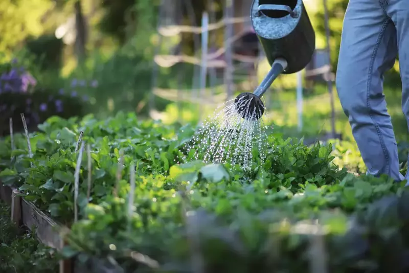 Watering your garden | Tips  tricks