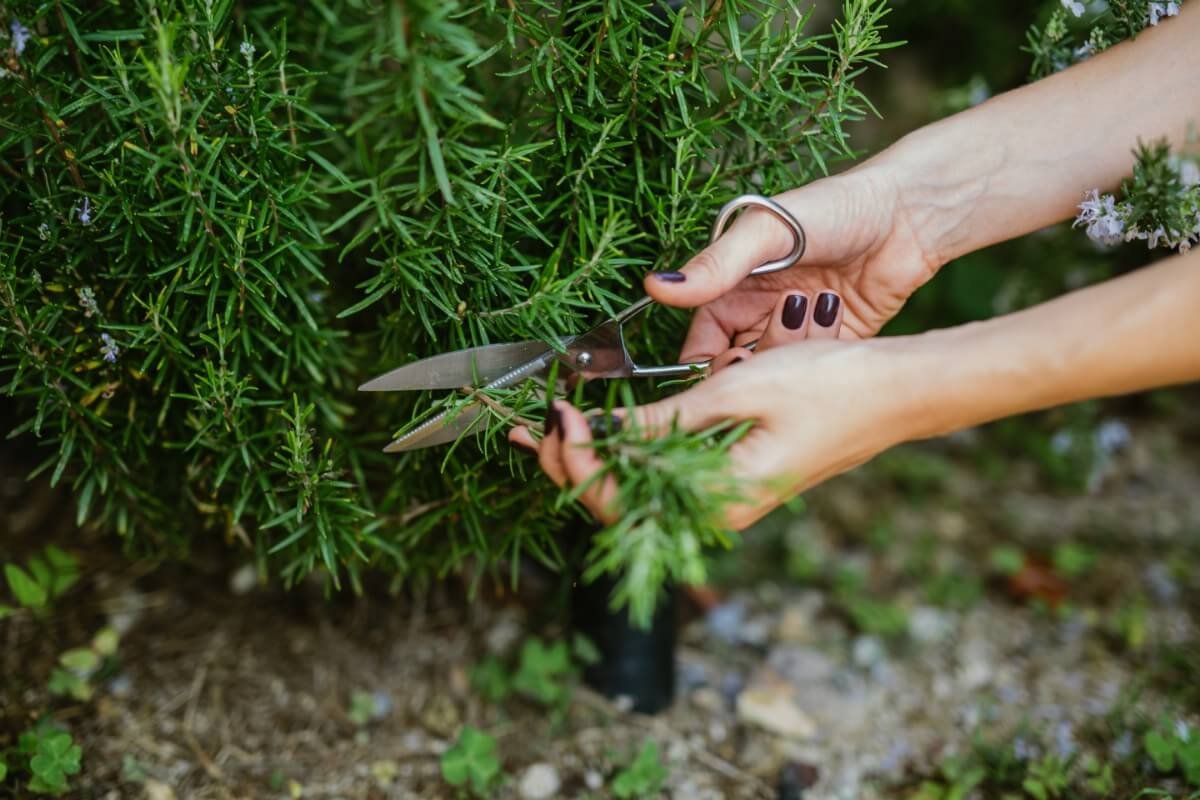 Never Plant Rosemary Without Knowing This Powerful Trick – The Secret to Growing a Thriving, Bushy Plant That Lasts for Years