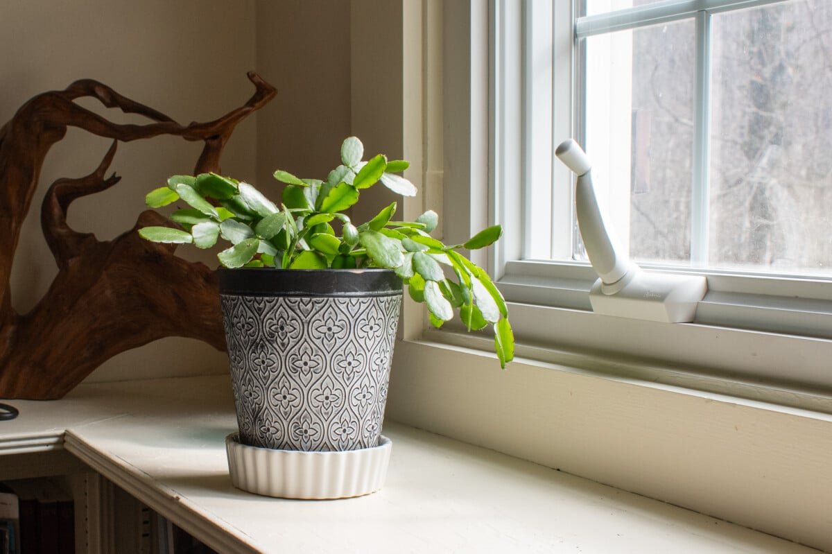 Stop Putting Saucers Under Your Planters – Do This Instead