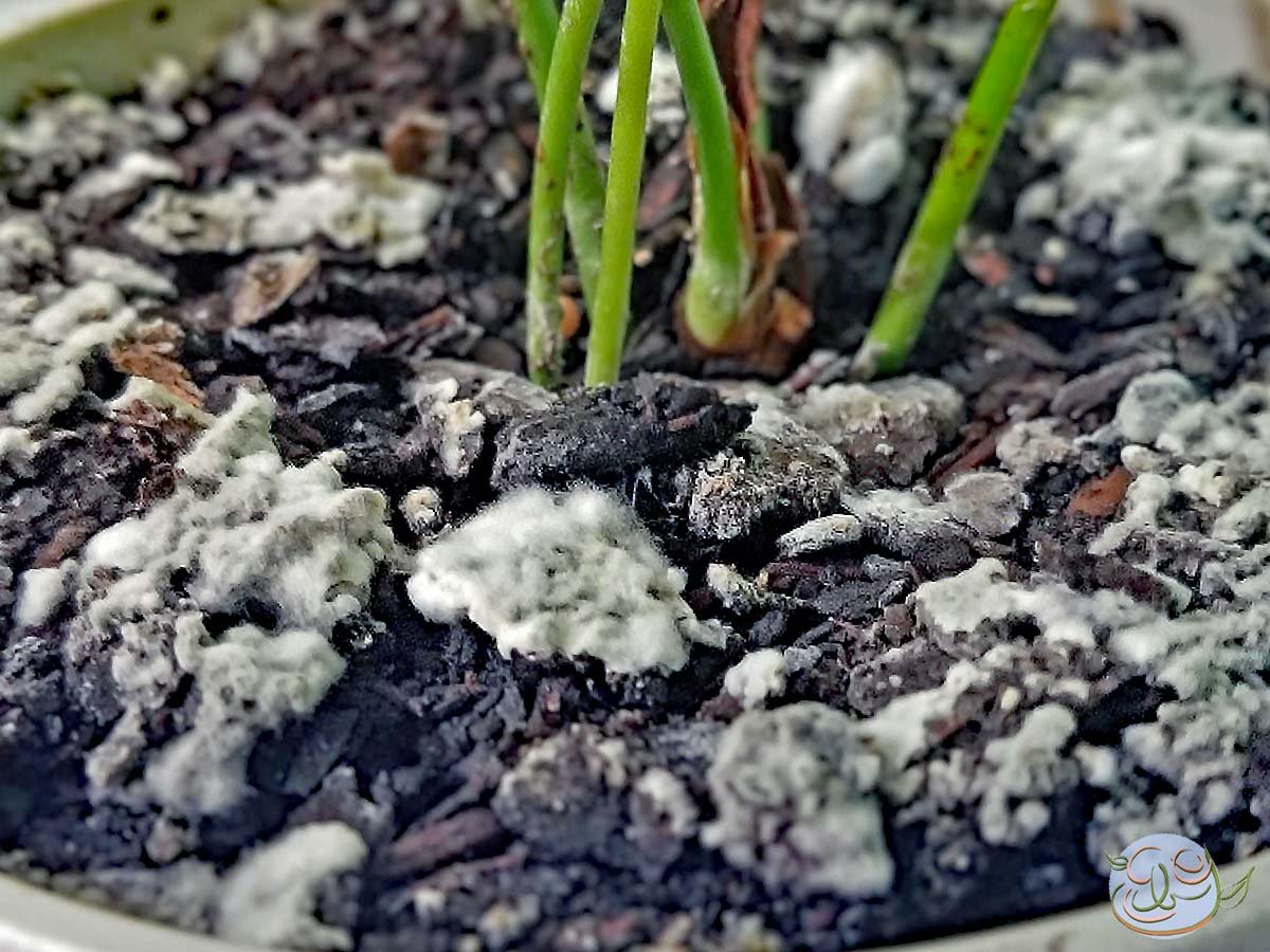 White Mold, A Common Garden Problem - Eastborn Gardens