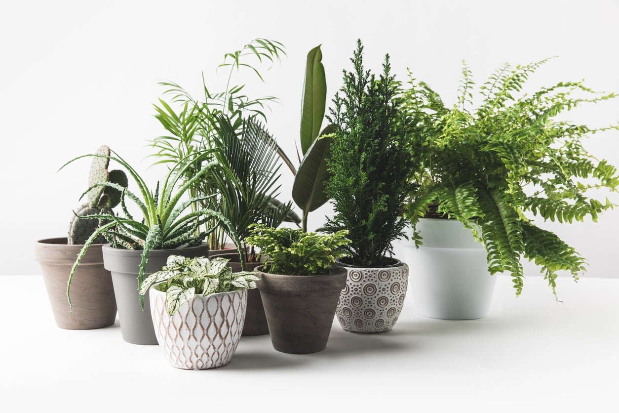 What Are Plant Saucers For: Learn About Using Saucers Under Plants |  Gardening Know How