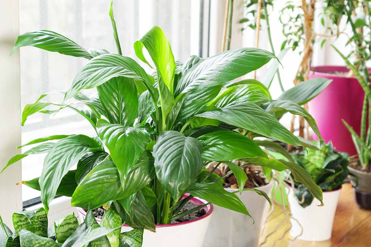 When and How to Fertilize Peace Lilies | Gardener's Path