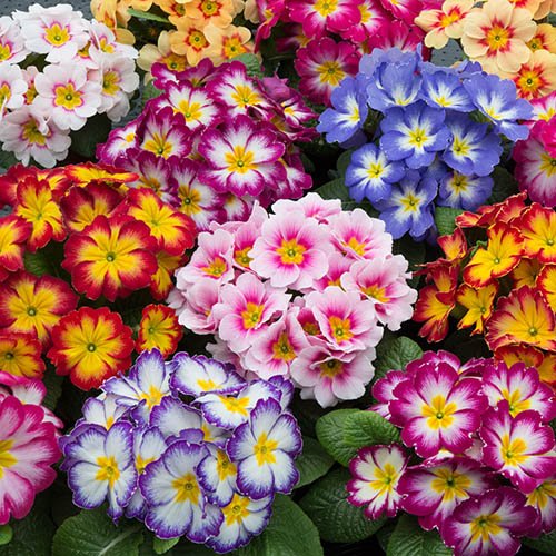 Shade-Loving Wonders: Plants That Thrive Under Trees