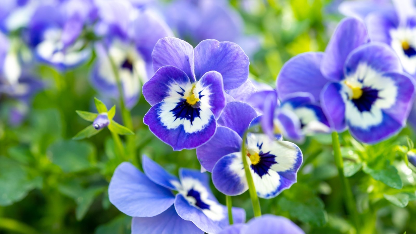 Violas, Violets, and Pansies: Grow These Frost-Ready Flowers