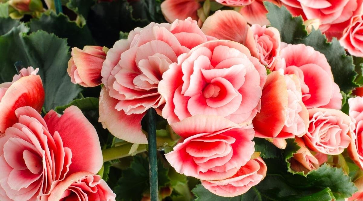 Begonia Varieties: 49 Different Types of Begonia You'll Love