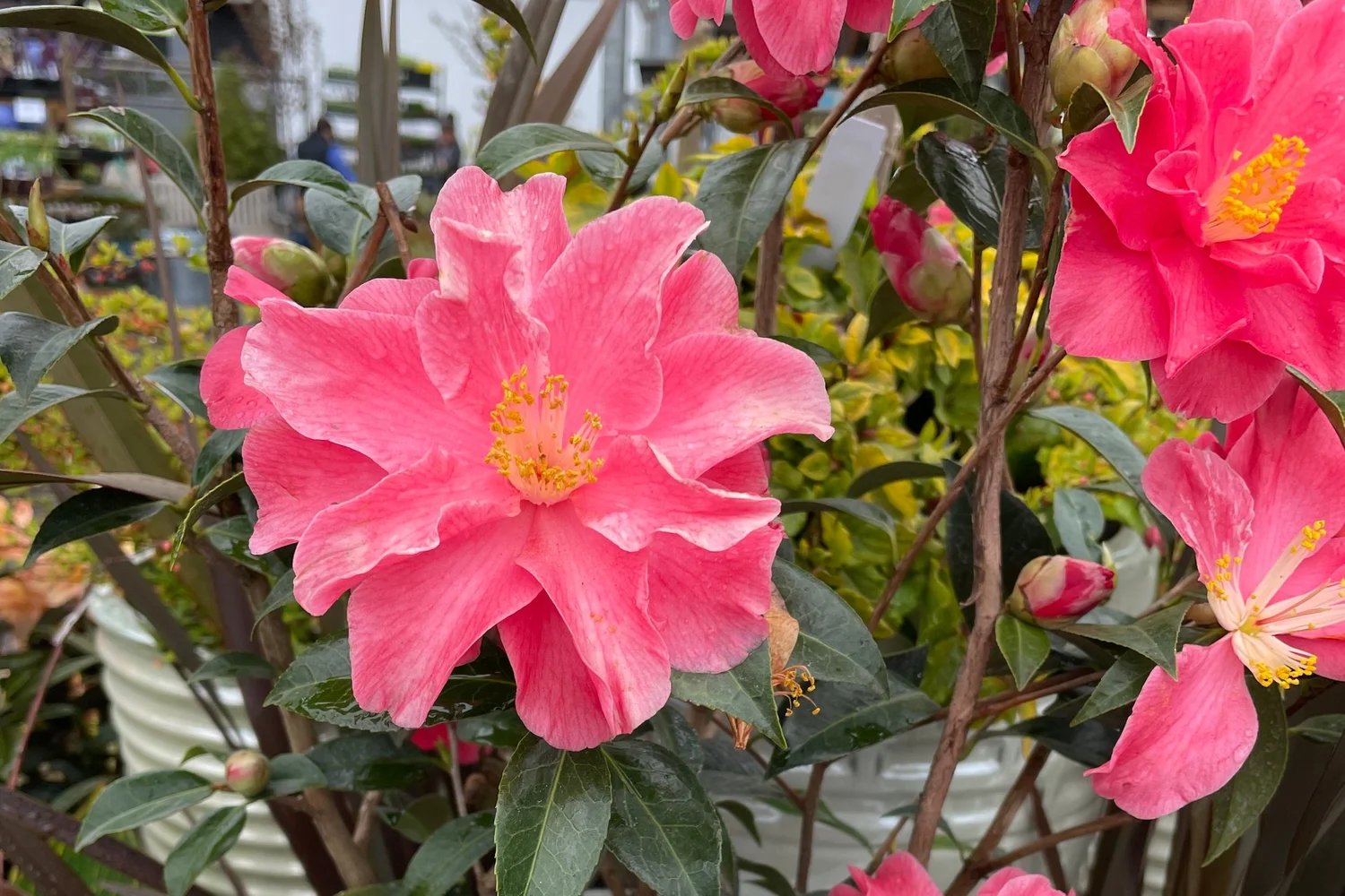 Shade-Loving Wonders: Plants That Thrive Under Trees