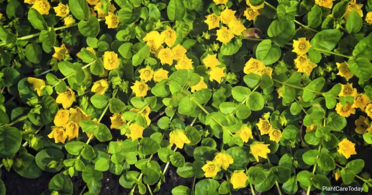 Creeping Jenny Care: Growing Perennial Lysimachia Nummularia