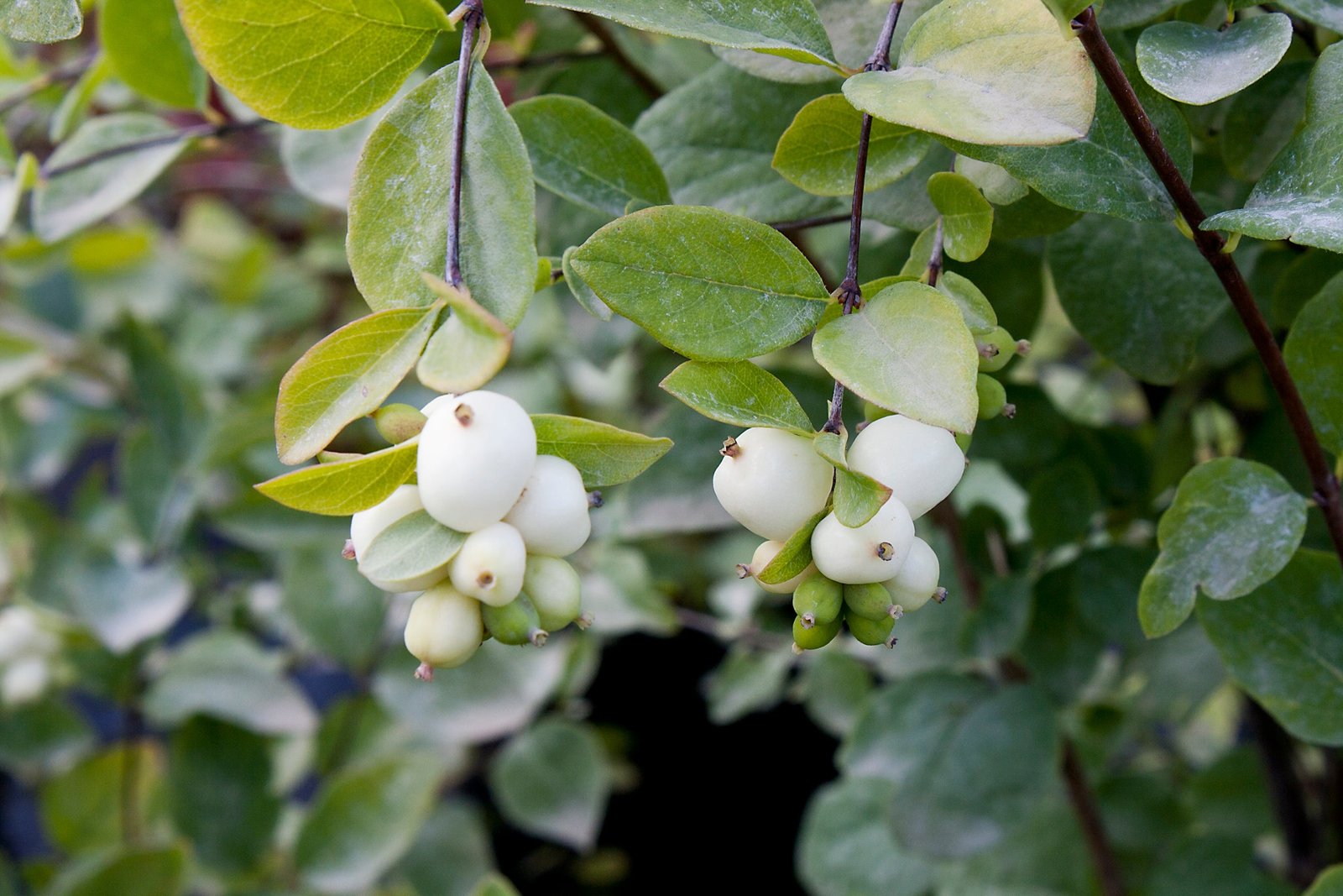 Shade-Loving Wonders: Plants That Thrive Under Trees