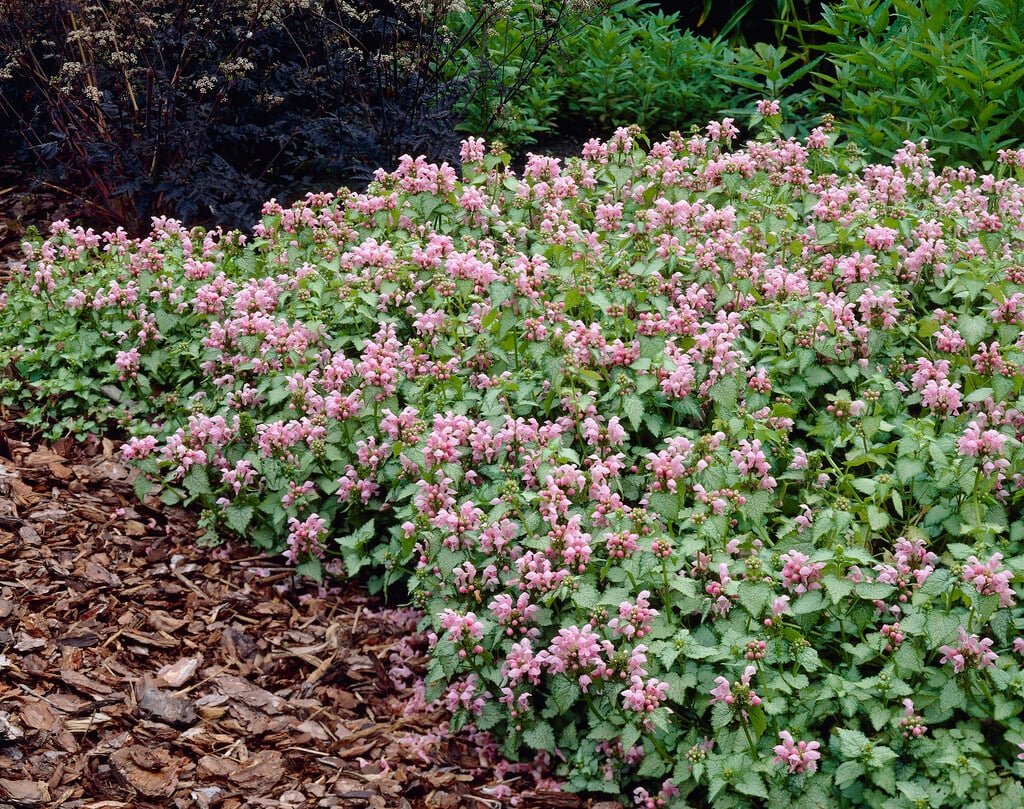 Shade-Loving Wonders: Plants That Thrive Under Trees