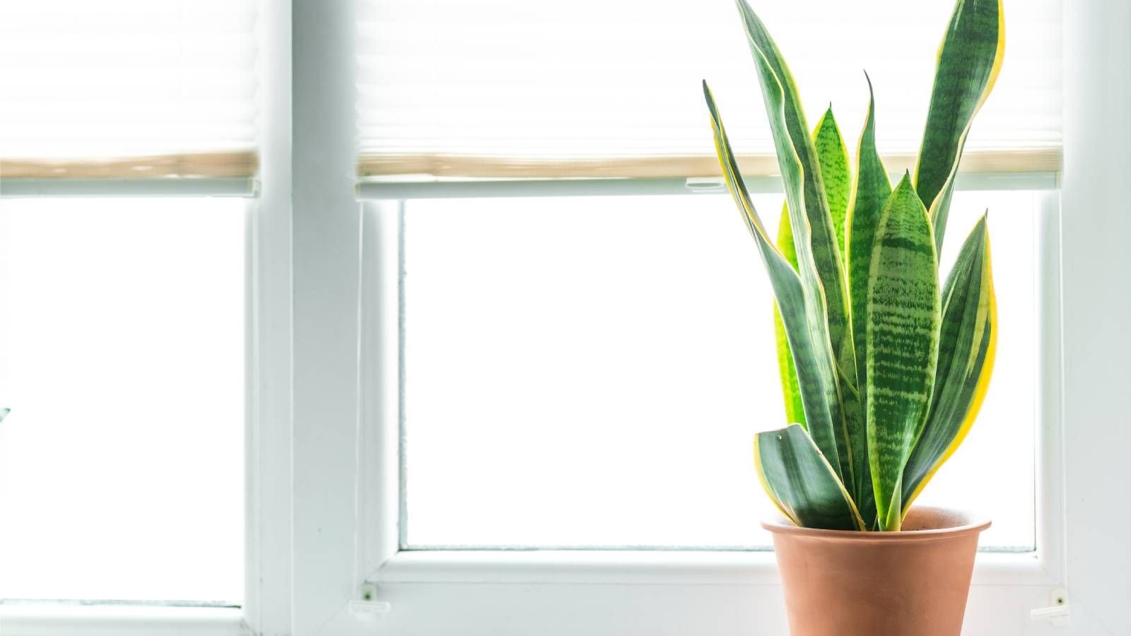 Snake Plant Light Requirements – Grow Happy, Healthy Plants | Gardening  Know How