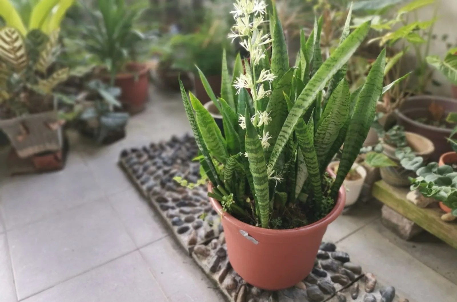 How To Get Your Snake Plant To Bloom
