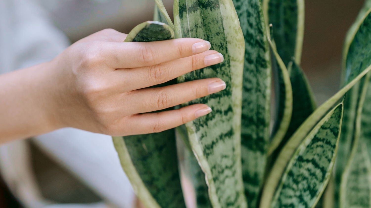 Snake Plant Flowering Guide: Tips to Encourage Rare Blooms