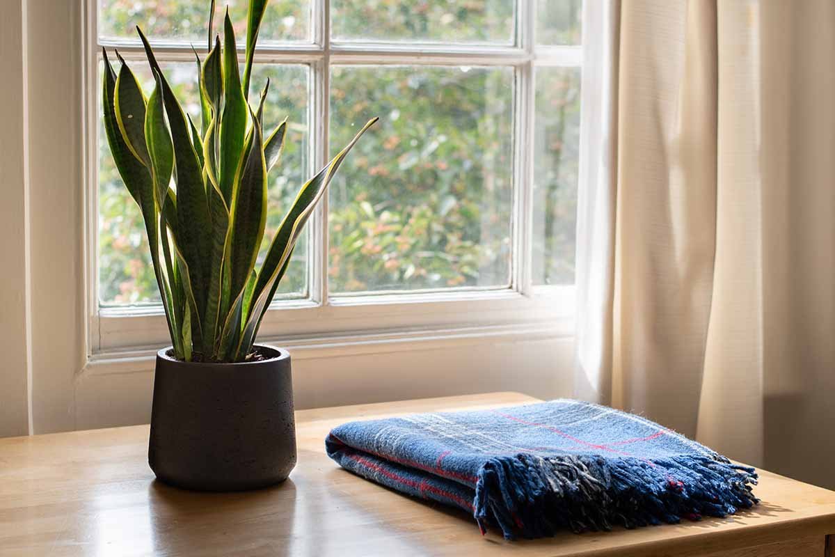 How to Encourage Indoor Snake Plants to Bloom | Gardener's Path